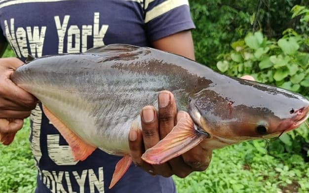 Person holding a large grey fish.